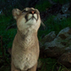 Illustration for article titled Oh Hai! Amazing Photos Capture LA's Newest Baby Mountain Lions